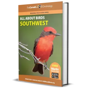All About Birds Southwest