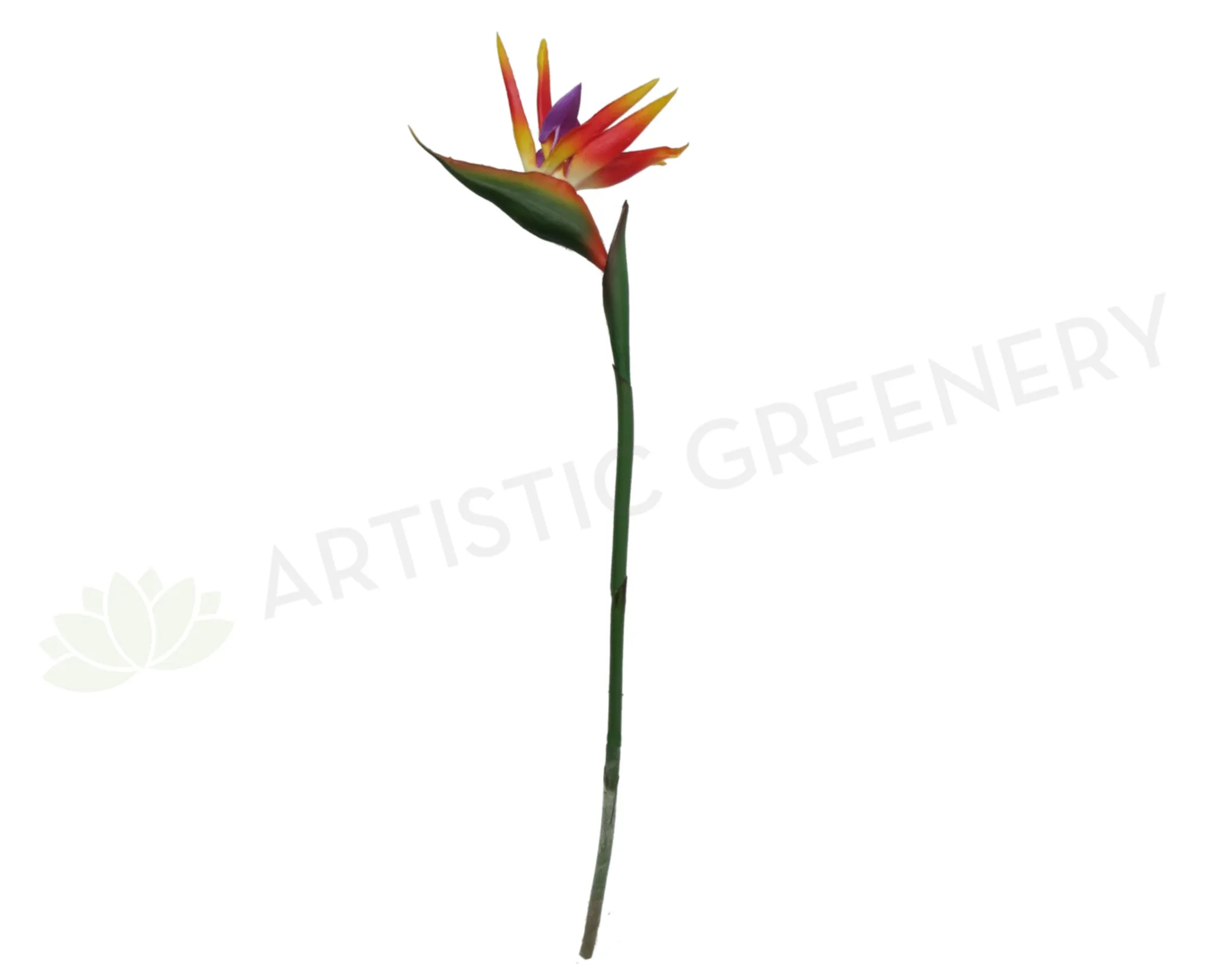 F0009 Bird of Paradise / Strelitzia 90cm