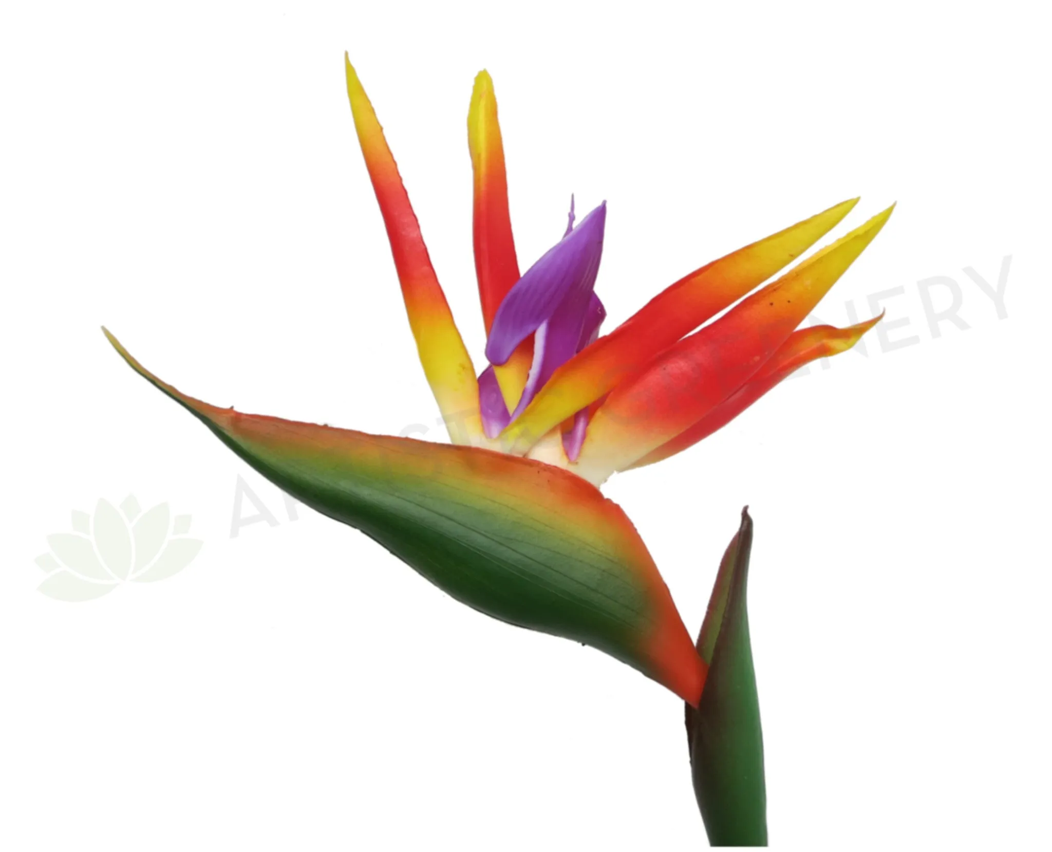 F0009 Bird of Paradise / Strelitzia 90cm