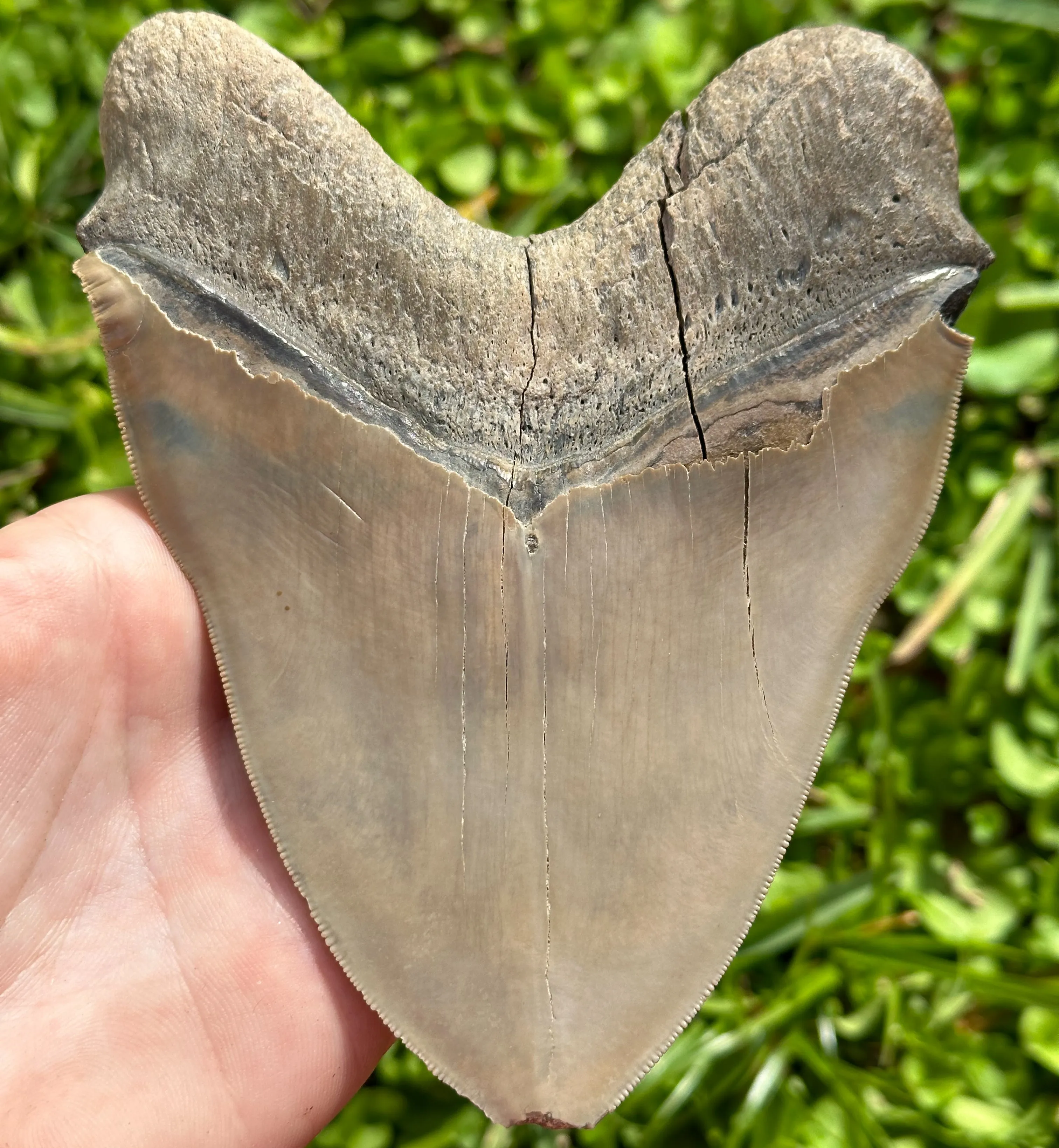 RARE Megalodon Shark Tooth | (Central Florida)